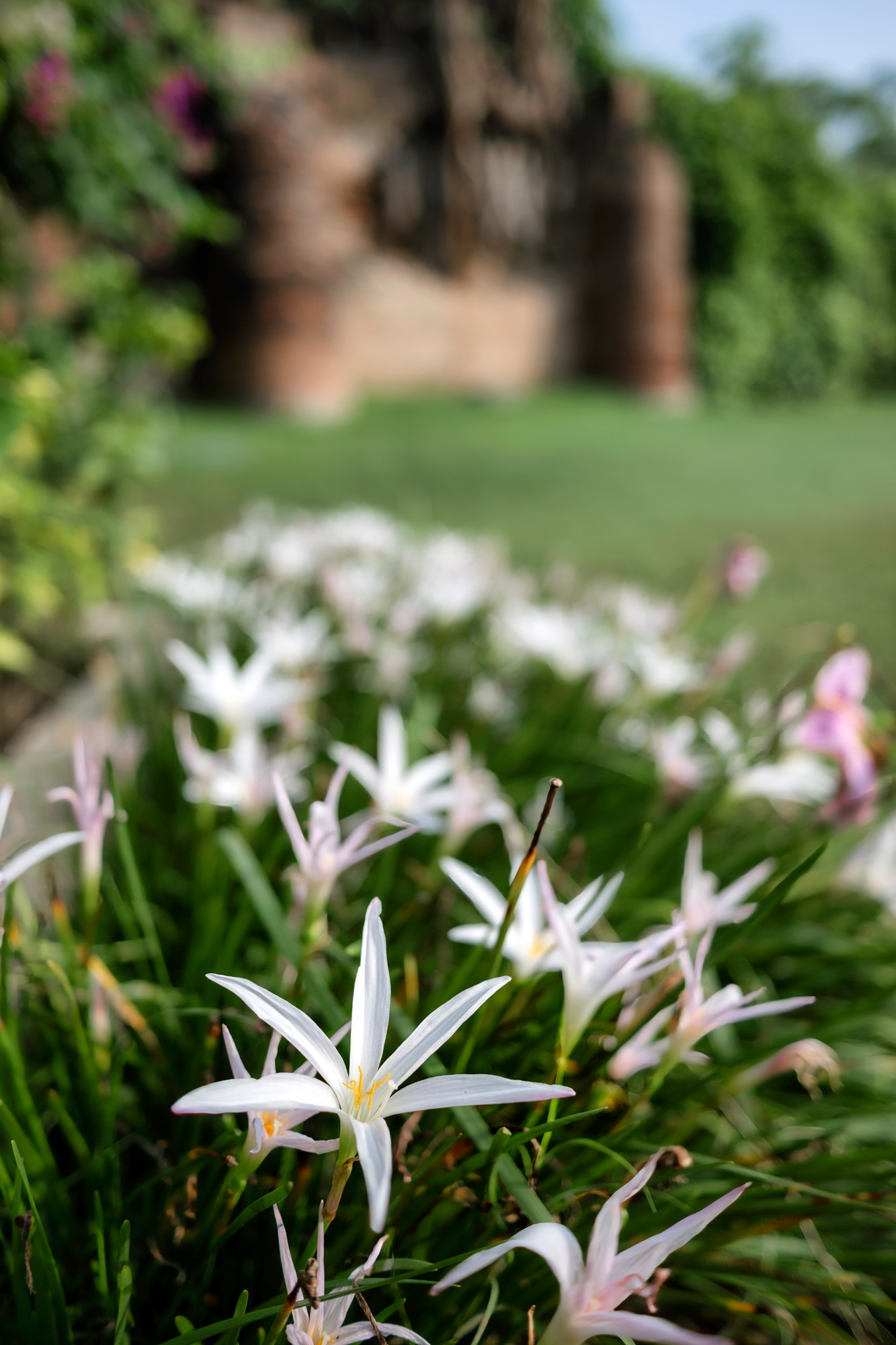 Closeup of white lily lilium candidum flowers in rural Punjab, India.